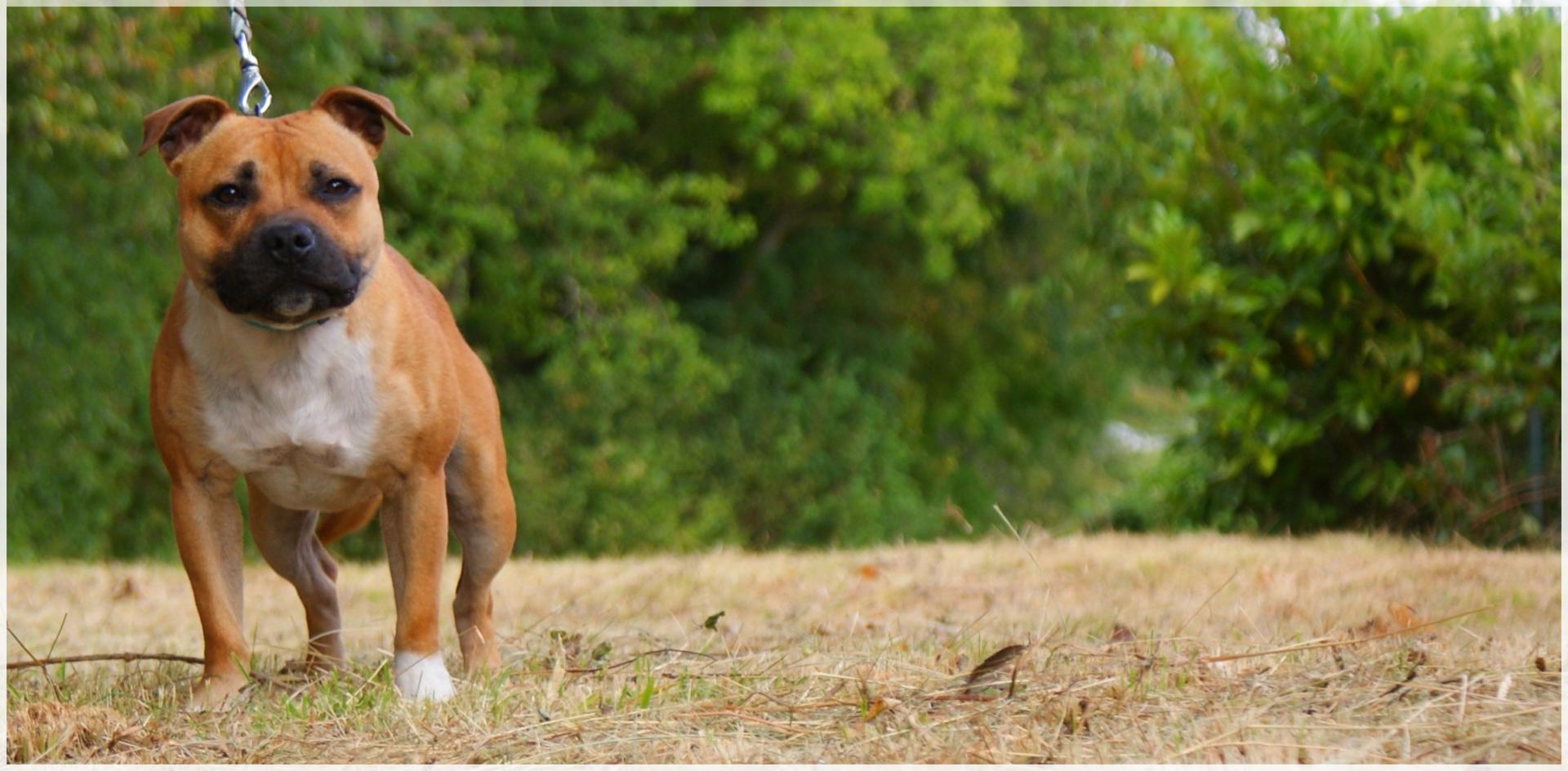 La boutique dédiée au Staffordshire Bull Terrier