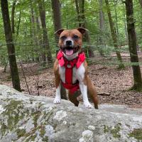 harnais staffie
