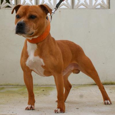 Collier staffie