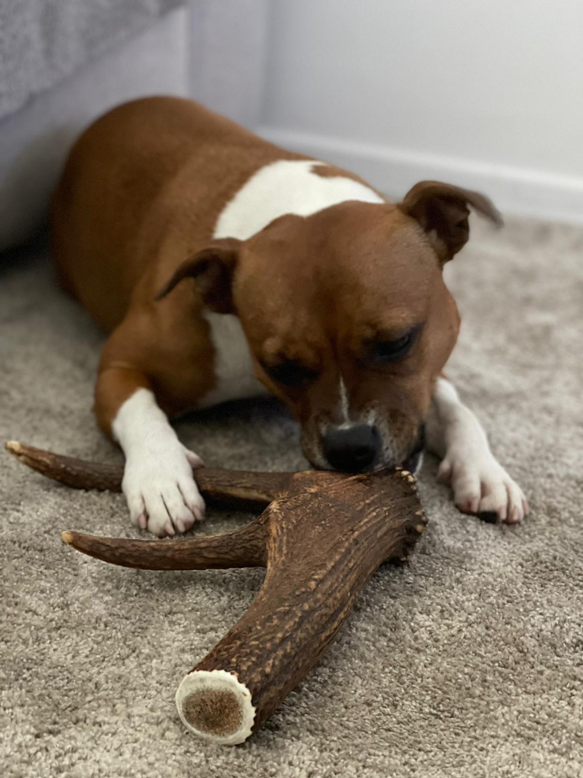 Jouet pour chien indestructible : Pourquoi le bois de cerf est le