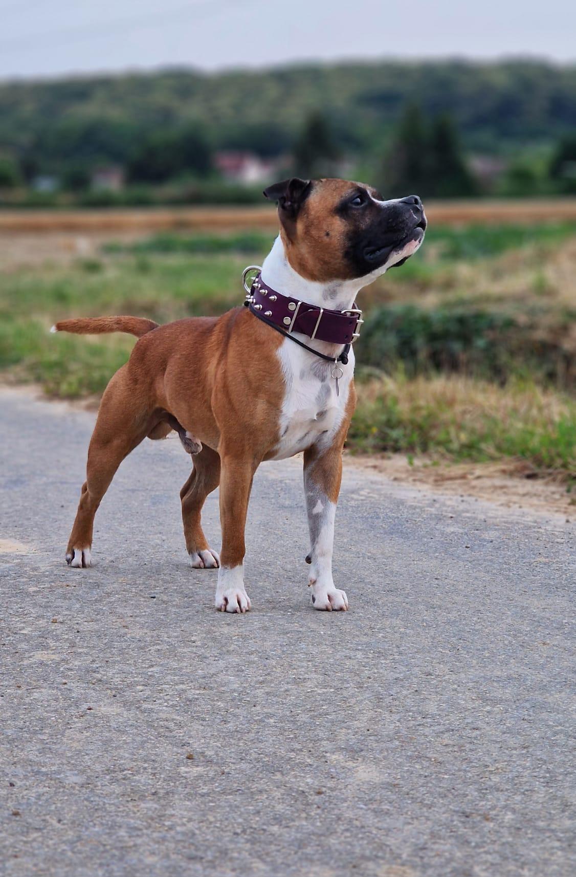 vetements staffordshire bull terrier staffie