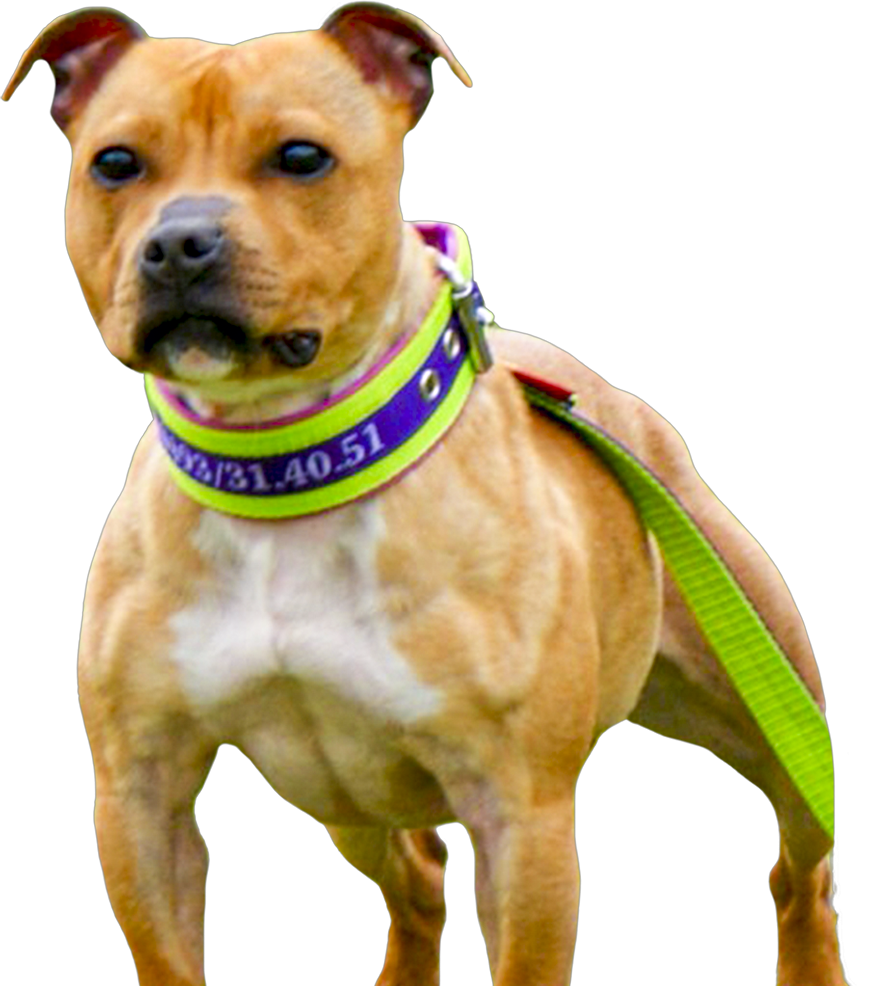 collier staffie personnalisé