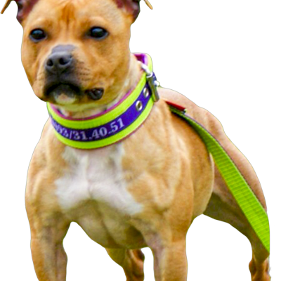 collier staffie personnalisé